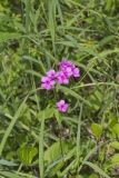 Smooth Phlox, Phlox glaberrima