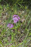 Smooth Phlox, Phlox glaberrima