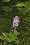 Spotted Phlox, Phlox maculata