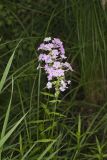 Spotted Phlox, Phlox maculata