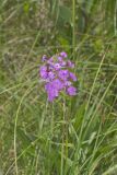 Spotted Phlox, Phlox maculata