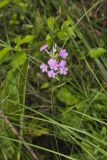 Spotted Phlox, Phlox maculata