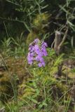 Spotted Phlox, Phlox maculata