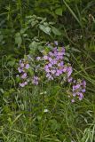 Spotted Phlox, Phlox maculata