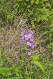 Spotted Phlox, Phlox maculata
