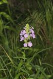 Spotted Phlox, Phlox maculata
