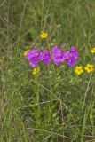 Spotted Phlox, Phlox maculata