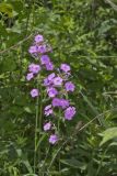 Spotted Phlox, Phlox maculata