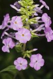Spotted Phlox, Phlox maculata