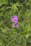 Spotted Phlox, Phlox maculata