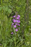 Spotted Phlox, Phlox maculata