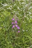 Spotted Phlox, Phlox maculata