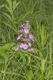 Spotted Phlox, Phlox maculata