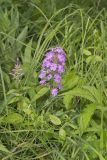 Spotted Phlox, Phlox maculata