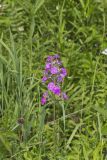 Spotted Phlox, Phlox maculata