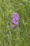 Spotted Phlox, Phlox maculata