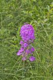 Spotted Phlox, Phlox maculata