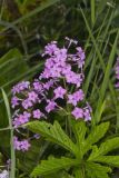Spotted Phlox, Phlox maculata