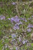Wild Blue Phlox, Phlox divaricata