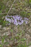 Wild Blue Phlox, Phlox divaricata