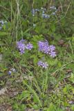 Wild Blue Phlox, Phlox divaricata
