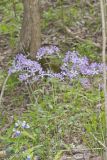 Wild Blue Phlox, Phlox divaricata