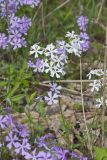 Wild Blue Phlox, Phlox divaricata