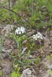 Wild Blue Phlox, Phlox divaricata