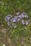 Wild Blue Phlox, Phlox divaricata