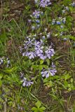 Wild Blue Phlox, Phlox divaricata