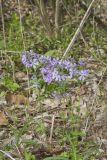 Wild Blue Phlox, Phlox divaricata