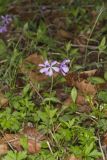 Wild Blue Phlox, Phlox divaricata