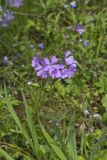Wild Blue Phlox, Phlox divaricata