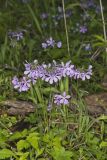 Wild Blue Phlox, Phlox divaricata