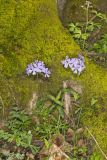 Wild Blue Phlox, Phlox divaricata