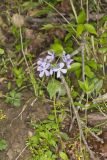 Wild Blue Phlox, Phlox divaricata