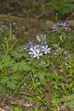 Wild Blue Phlox, Phlox divaricata