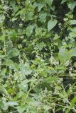 Climbing false Buckwheat, Fallopia scandens