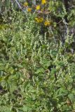 Climbing false Buckwheat, Fallopia scandens