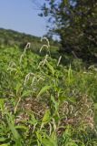 Dock-leaved Smartweed, Persicaria lapathifolia