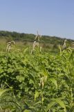 Dock-leaved Smartweed, Persicaria lapathifolia