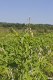 Dock-leaved Smartweed, Persicaria lapathifolia