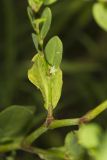 Erect Knotweed, Polygonum erectum