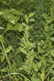 Erect Knotweed, Polygonum erectum