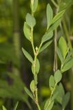 Erect Knotweed, Polygonum erectum