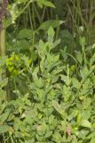 Erect Knotweed, Polygonum erectum