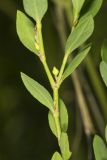 Erect Knotweed, Polygonum erectum