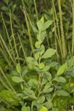 Erect Knotweed, Polygonum erectum