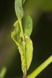 Erect Knotweed, Polygonum erectum