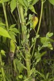 Erect Knotweed, Polygonum erectum